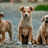 Κατασκευή καταφυγίου αδέσποτων ζώων συντροφιάς στον Δήμο Ευρώτα
