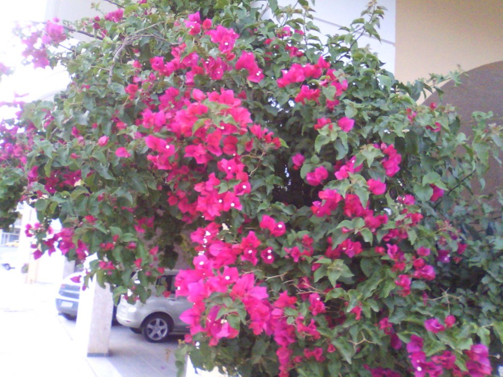 IMG_20130519_201319